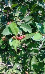Ehretia laevis
