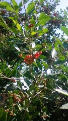 Ehretia laevis