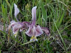 Gladiolus virescens