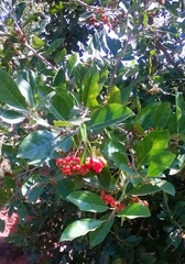 Ehretia laevis