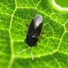Geocoris uliginosus