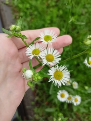 Erigeron annuus