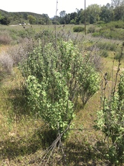 Malacothamnus aboriginum