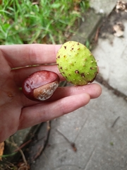Aesculus hippocastanum