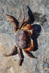 Cyclograpsus audouinii
