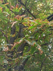 Aesculus hippocastanum