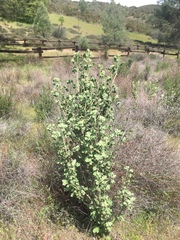 Malacothamnus aboriginum