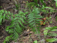 Asplenium appendiculatum
