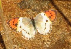 Colotis annae annae