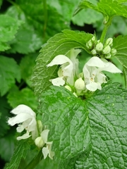 Lamium album