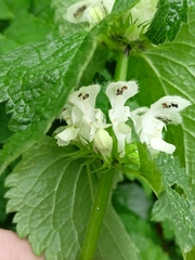 Lamium album