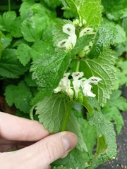 Lamium album