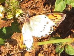 Colotis annae annae