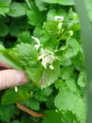 Lamium album