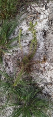 Microdon dubius