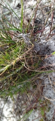 Microdon dubius