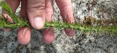Microdon dubius
