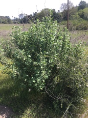 Malacothamnus aboriginum