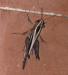 Eyprepocnemis plorans