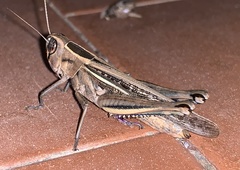 Eyprepocnemis plorans