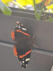 Vanessa atalanta