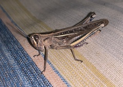 Eyprepocnemis plorans