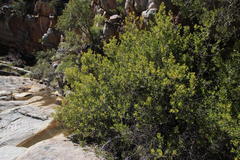 Searsia lucida lucida