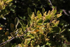 Searsia lucida lucida