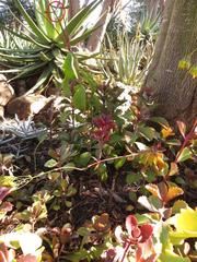 Kalanchoe sexangularis sexangularis