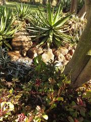 Kalanchoe sexangularis sexangularis