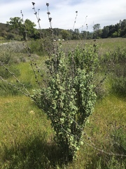 Malacothamnus aboriginum