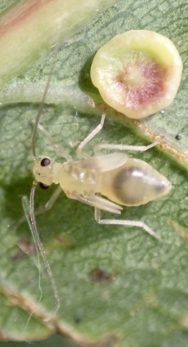 Stenopsocus immaculatus photo 5