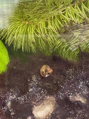 Planorbarius corneus