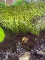 Planorbarius corneus