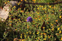 Aspalathus juniperina juniperina