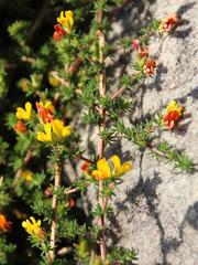 Aspalathus juniperina juniperina