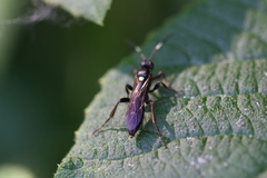 Diphyus quadripunctorius