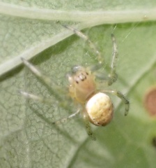 Araniella opisthographa