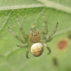 Araniella opisthographa