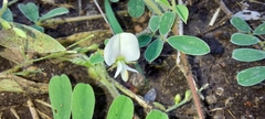 Tephrosia pumila