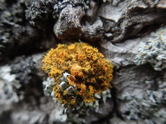 Teloschistes sieberianus