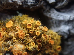 Teloschistes sieberianus