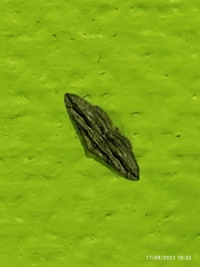 Menophra thuriferaria