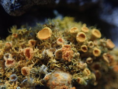 Teloschistes sieberianus