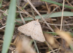 Isturgia murinaria