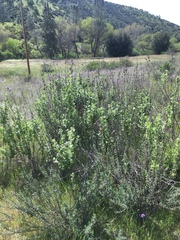 Malacothamnus aboriginum