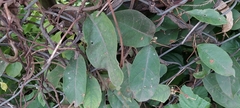 Magnoliopsida