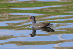 Gallinula chloropus