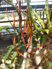 Chamaedorea seifrizii