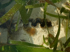 Pinna bicolor